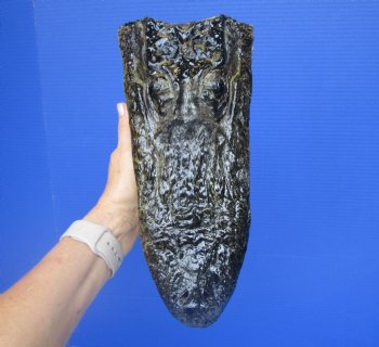 Authentic Alligator Head Souvenir (11x5.25") - Buy this for $59.99