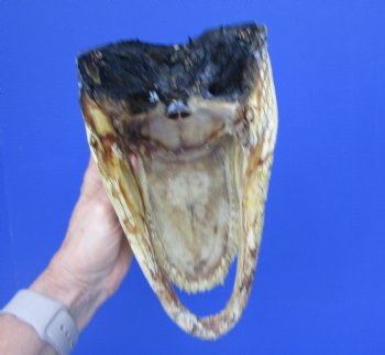 Authentic Alligator Head Souvenir (11x5.25") - Buy this for $59.99