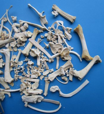 200 Assorted Tiny and Small Animal Bones (.50-7") - Buy these for .37 each
