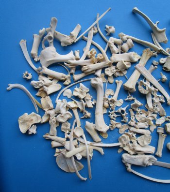 200 Assorted Tiny and Small Animal Bones (.50-7") - Buy these for .37 each