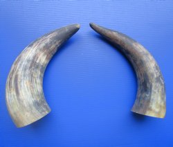 Two Natural Cow Horns, Sanded (16.50, 17") for $18 each