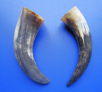 Two Natural Cow Horns, Sanded (16.50, 17") for $18 each