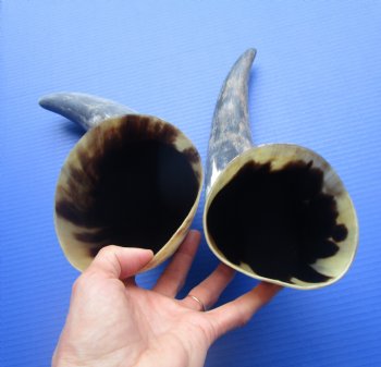 Two Natural Cow Horns, Sanded (16.50, 17") for $18 each