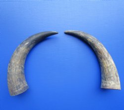 Two Natural Cow, Cattle Horns, Sanded (16.50, 16.25") for $18 each