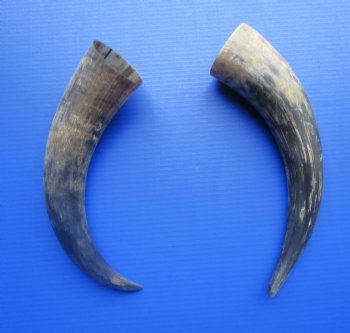 Two Natural Cow, Cattle Horns, Sanded (16.50, 16.25") for $18 each