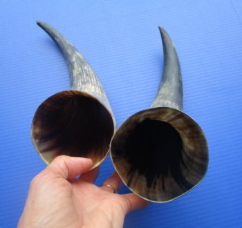 Two Natural Cow, Cattle Horns, Sanded (16.50, 16.25") for $18 each