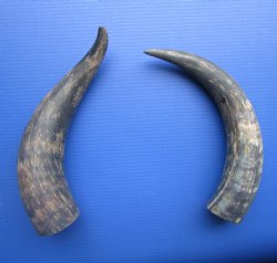 Two Natural Cow, Cattle Horns, Sanded (16.25, 17.50") for $18 each