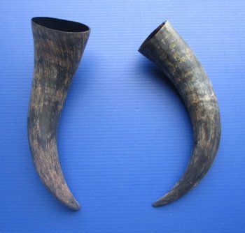Two Natural Cow, Cattle Horns, Sanded (16.25, 17.50") for $18 each