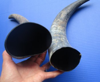 Two Natural Cow, Cattle Horns, Sanded (16.25, 17.50") for $18 each