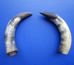 Natural Cow Horns, Sanded (14, 14.25") - 2 for $12.50 each