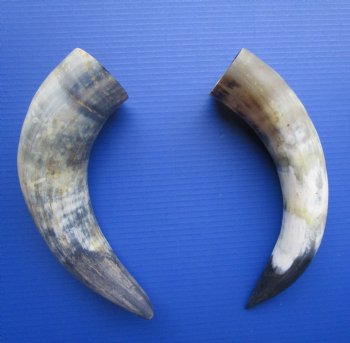 Natural Cow Horns, Sanded (14, 14.25") - 2 for $12.50 each