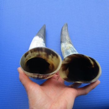 Natural Cow Horns, Sanded (14, 14.25") - 2 for $12.50 each
