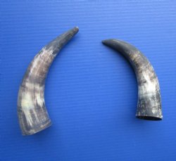 Natural Cow Horns, Sanded (9.25, 10") - 2 for $11 each