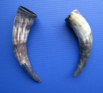 Natural Cow Horns, Sanded (9.25, 10") - 2 for $11 each