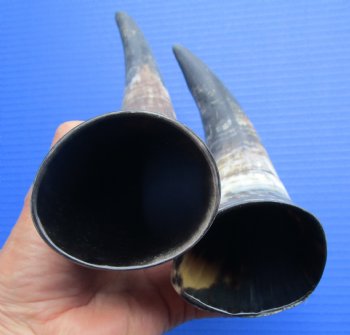 Natural Cow Horns, Sanded (9.25, 10") - 2 for $11 each