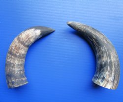 Natural Cow Horns, Sanded (14.25, 14") - 2 for $12.50 each