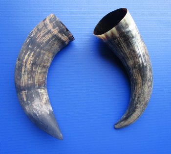 Natural Cow Horns, Sanded (14.25, 14") - 2 for $12.50 each