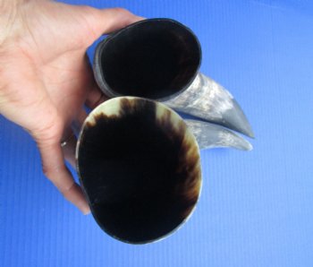 Natural Cow Horns, Sanded (14.25, 14") - 2 for $12.50 each