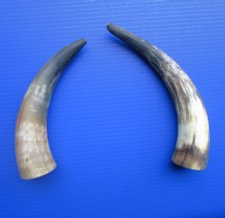 Natural Cow Horns, Sanded (9.75, 11.50") - 2 for $11 each