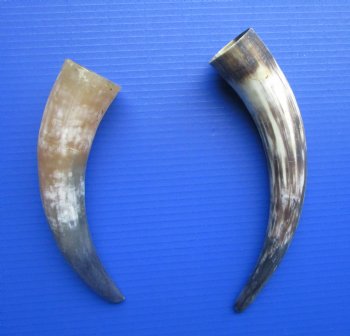 Natural Cow Horns, Sanded (9.75, 11.50") - 2 for $11 each