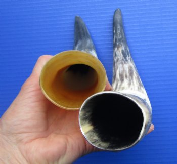 Natural Cow Horns, Sanded (9.75, 11.50") - 2 for $11 each