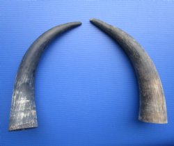 Two Sanded Natural Cow Horns (17, 17.50") for $18 each