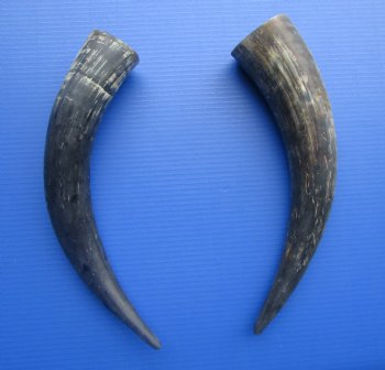 Two Sanded Natural Cow Horns (17, 17.50") for $18 each