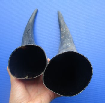 Two Sanded Natural Cow Horns (17, 17.50") for $18 each