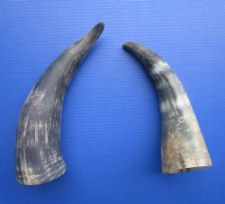Natural Cow Horns, Sanded (12.50, 14.75") - 2 for $12.50 each