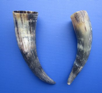 Natural Cow Horns, Sanded (12.50, 14.75") - 2 for $12.50 each
