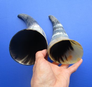 Natural Cow Horns, Sanded (12.50, 14.75") - 2 for $12.50 each