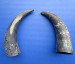 Natural Cow Horns, Sanded (11.25, 11.50") - 2 for $11 each
