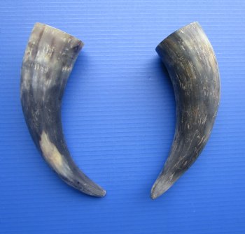 Natural Cow Horns, Sanded (11.25, 11.50") - 2 for $11 each