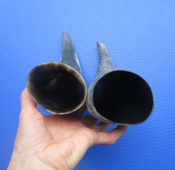 Natural Cow Horns, Sanded (11.25, 11.50") - 2 for $11 each