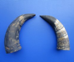 Natural Cow Horns Sanded (14, 13.50") - 2 for $12.50 each