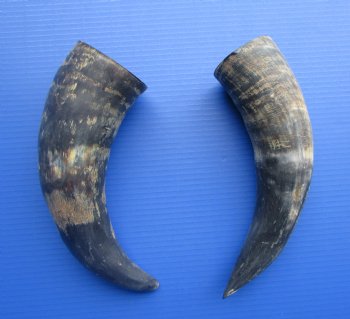 Natural Cow Horns Sanded (14, 13.50") - 2 for $12.50 each