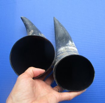 Natural Cow Horns Sanded (14, 13.50") - 2 for $12.50 each