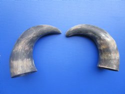 Natural Cow Horns, Sanded (14.50") - 2 for $12.50 each