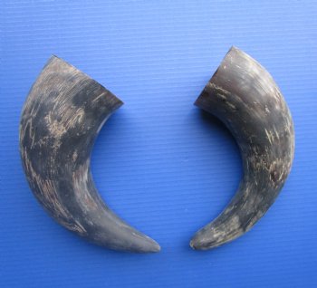 Natural Cow Horns, Sanded (14.50") - 2 for $12.50 each