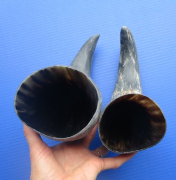 Natural Cow Horns, Sanded (14.50") - 2 for $12.50 each