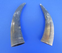 Two Natural Sanded Cow Horns for Crafts, (9.25, 10") - Buy for $11 each