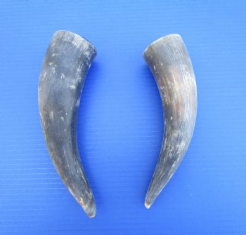 Two Natural Sanded Cow Horns for Crafts, (9.25, 10") - Buy for $11 each