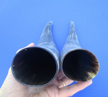 Two Natural Sanded Cow Horns for Crafts, (9.25, 10") - Buy for $11 each