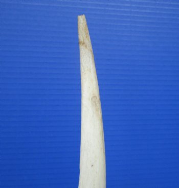 40" White Kudu Horn Inner Bone Core-(32" straight)  Buy this for $34.99