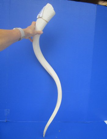 40" White Kudu Horn Inner Bone Core-(32" straight)  Buy this for $34.99
