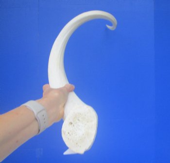 40" White Kudu Horn Inner Bone Core-(32" straight)  Buy this for $34.99
