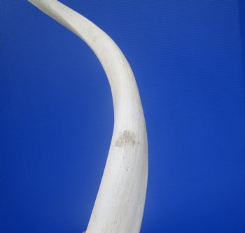 40" White Kudu Horn Inner Bone Core-(32" straight)  Buy this for $34.99