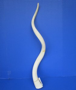 40" White Kudu...