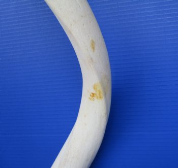 40" White Kudu Horn Inner Bone Core-(32.75 straight)  Buy this for $34.99