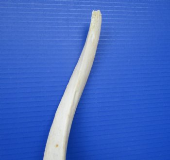 40" White Kudu Horn Inner Bone Core-(32.75 straight)  Buy this for $34.99